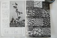 豆（岩波写真文庫１５２）