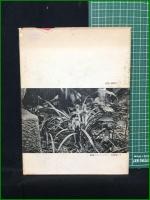 【東洋ラン 楽しみ方 作り方  ガーデンライフ】誠文堂新光社