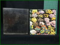 【女仙 正木五郎・田中喜佐太】錦園