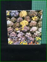 【女仙 正木五郎・田中喜佐太】錦園