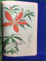 【講談社の絵本 虫ノイロイロ】大日本雄弁会講談社