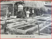 らんちう飼育の手引　京都金鱗会　初版　昭和9年