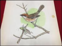 【横内襄 原画】【日本の小動物史 カバー絵(モズのはやにえ)・その他カラー絵(雀/カマキリ)・書籍(小林清之介著)】計4点