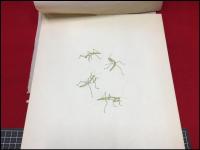 【横内襄 原画】【日本の小動物史 カバー絵(モズのはやにえ)・その他カラー絵(雀/カマキリ)・書籍(小林清之介著)】計4点