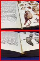 【ハムリン野鳥図典　英語　The Hamlyn Guide to Birds of Britain and Europe】秀文インターナショナル　1978年
