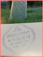 【花椿　１９７９年１月号　1979.1 NO.343】資生堂