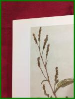 【日本の草木染】上村六郎　京都書院