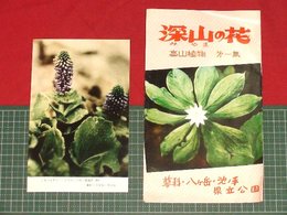 【絵葉書】【深山の花 高山植物第一集】【1枚】【袋付】【長野県】【e001】