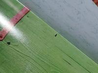 【難あり】美少女紀行　Vol.13　ハンガリー編2