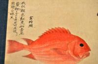 司馬江漢寫　銀眼鯛・金時鯛圖