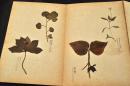 高山植物　標本帖　實物標本貼附