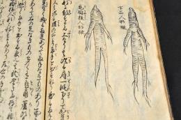 朝鮮人参耕作記　寫本