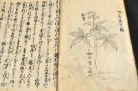 朝鮮人参耕作記　寫本