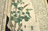 害虫圖解　第三・第八・第拾七・第拾八