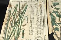 害虫圖解　第三・第八・第拾七・第拾八