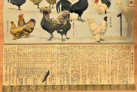 家禽養鷄全圖（仮題）