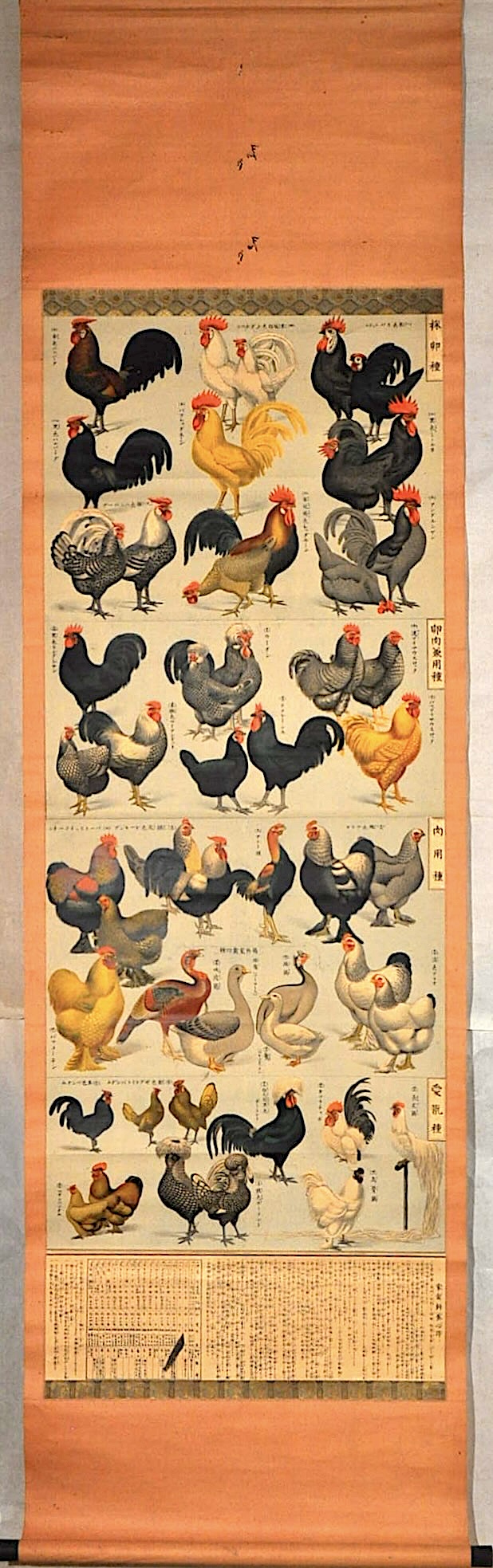 家禽養鷄全圖（仮題） / 名雲書店 / 古本、中古本、古書籍の通販