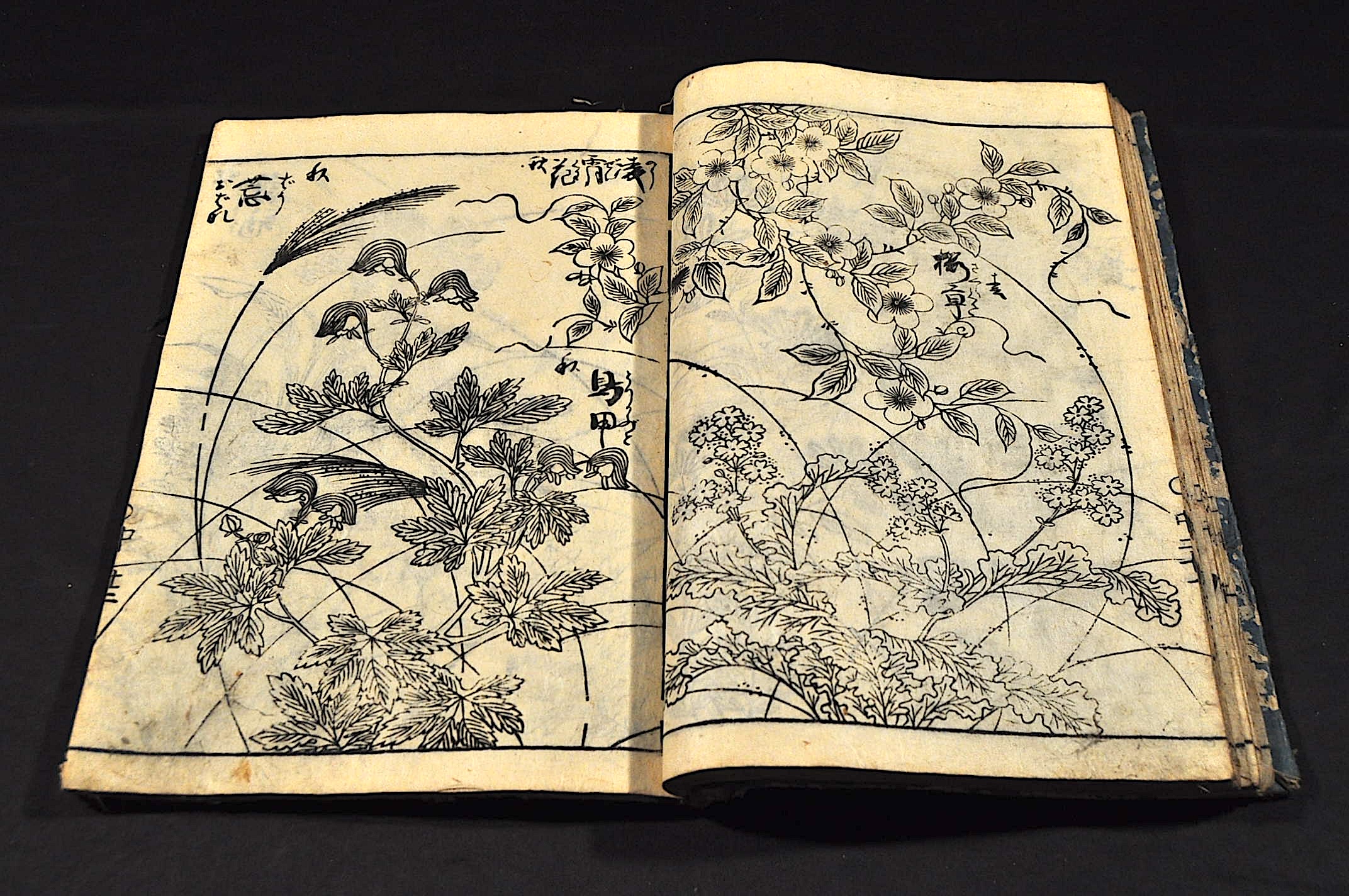 古板 草木画譜(仮題) / 名雲書店 / 古本、中古本、古書籍の 古板 草木画譜(仮題) / 名雲書店 / 古本、中古本、古書籍の