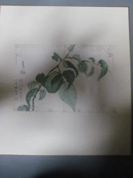 青梅「菓物帖」　子規画