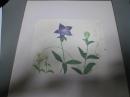 桔梗「草花帖」　子規画