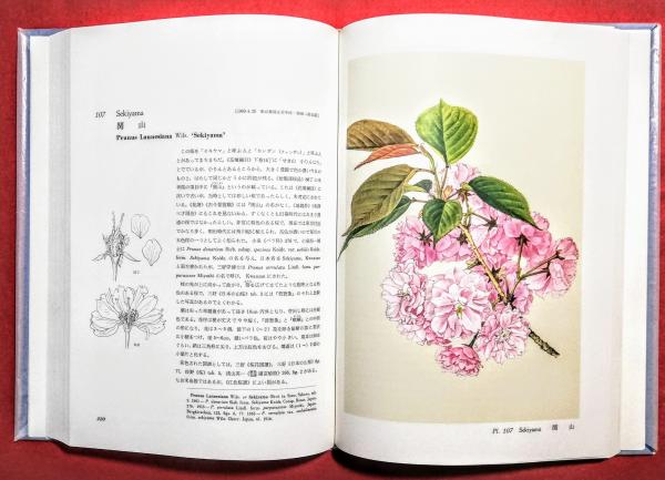 日本桜集 日本桜集(文: 大井次三郎 ; 画: 太田洋愛) / 古本、中古本、古書籍の