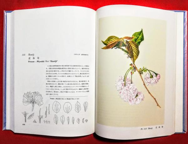 日本桜集 日本桜集(文: 大井次三郎 ; 画: 太田洋愛) / 古本、中古本、古