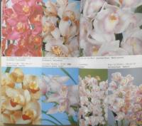 NHK趣味の園芸 シンビジューム　江尻光一　2010年18刷　NHK出版　q