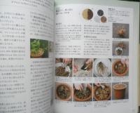 育ててみたい山野草　春　2007年初版　NHK趣味の園芸ガーデニング21　y