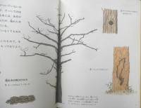 木のぼり入門　月刊たくさんのふしぎ43号　1988年初版　児玉芳郎/笠野裕一　福音館書店　d