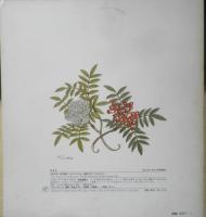 ななかまど　かがくのとも214号　1987年初版　あきやまじゅんこ　福音館書店　3