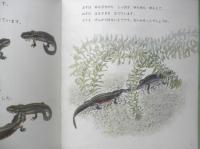 いもり　月刊かがくのとも220号　1987年初版　金尾恵子/川村智治郎　福音館書店　3