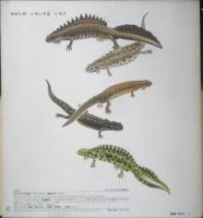 いもり　月刊かがくのとも220号　1987年初版　金尾恵子/川村智治郎　福音館書店　3