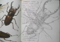 なつやすみ虫ずかん　月刊かがくのとも233号　1988年初版　稲田務/宮武頼夫　福音館書店　3