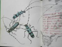 なつやすみ虫ずかん　月刊かがくのとも233号　1988年初版　稲田務/宮武頼夫　福音館書店　3