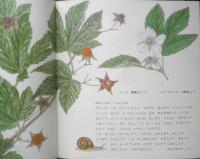 きいちごだより　月刊かがくのとも242号　1989年初版　岸田衿子/古矢一穂　福音館書店　3