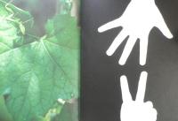 いろいろいろ　かがくのとも118号　1979年初版　辻村益朗　福音館書店　e