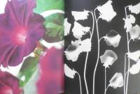 いろいろいろ　かがくのとも118号　1979年初版　辻村益朗　福音館書店　e