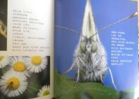 かがくのとも だれだかわかるかい？　かがくのとも269号　1991年初版　今森光彦　福音館書店　e