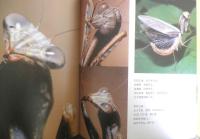 かがくのとも だれだかわかるかい？　かがくのとも269号　1991年初版　今森光彦　福音館書店　e