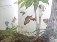 かぶとむしはどこ？　かがくのとも205号　1986年初版　松岡達英　福音館書店　3