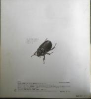 かぶとむしはどこ？　かがくのとも205号　1986年初版　松岡達英　福音館書店　3