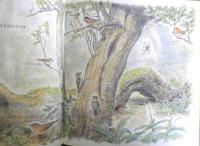 もりのとり　かがくのとも224号　1987年初版　樋口広芳/二俣英五郎　福音館書店　3