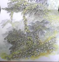 たらのき　かがくのとも204号　1986年初版　日浦勇/石部虎二　福音館書店　3