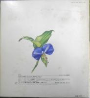 つゆくさ　かがくのとも244号　1989年初版　矢間芳子　福音館書店　3