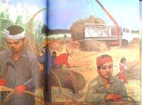 さとうきび　かがくのとも250号　1990年初版　石垣博孝　福音館書店　3