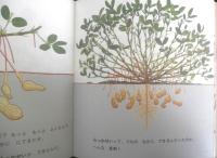 ピーナッツ なんきんまめ らっかせい　かがくのとも223号　1987年初版　こうやすすむ/中島睦子　福音館書店　3