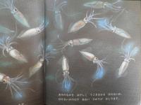 ほたるいか　かがくのとも195号　1985年初版　冨田百秋/奥谷喬司　福音館書店　3