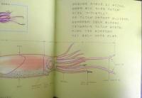 ほたるいか　かがくのとも195号　1985年初版　冨田百秋/奥谷喬司　福音館書店　3
