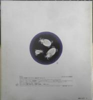 ほたるいか　かがくのとも195号　1985年初版　冨田百秋/奥谷喬司　福音館書店　3