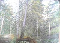 えぞまつ　かがくのとも209号　1986年初版　神沢利子/吉田勝彦/有澤浩　福音館書店　3